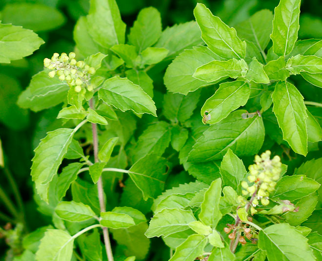 car bus vomiting inside