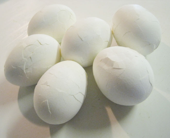 egg shells bacteria insdie