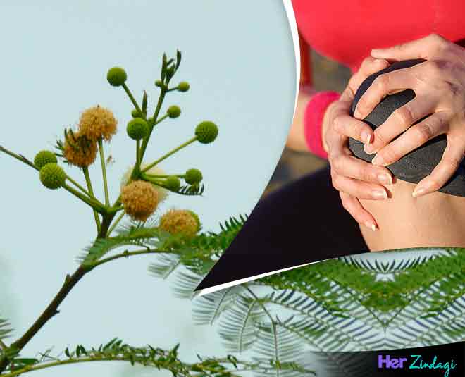 joint pain health babool inside