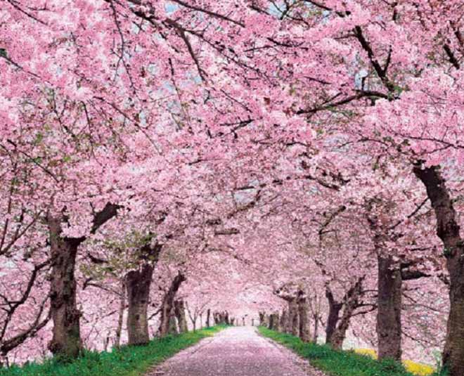 Cherry Blossom Festival Shillong in hindi cherry blossom festival