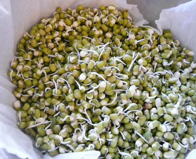 sprouts bacteria insdie