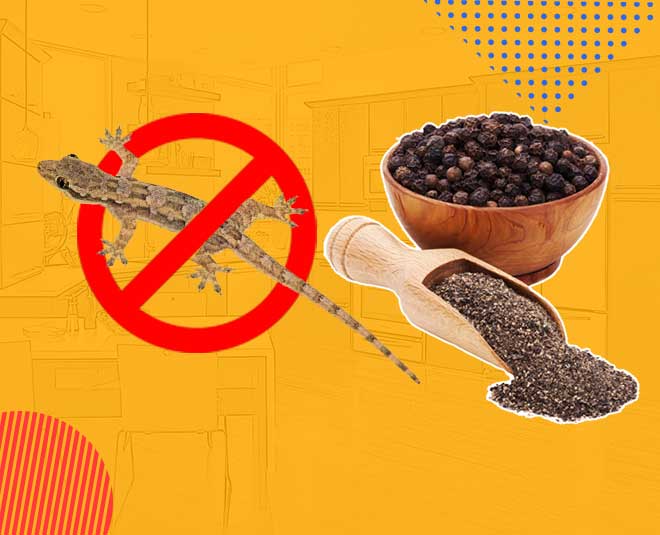 get rid of lizard inside