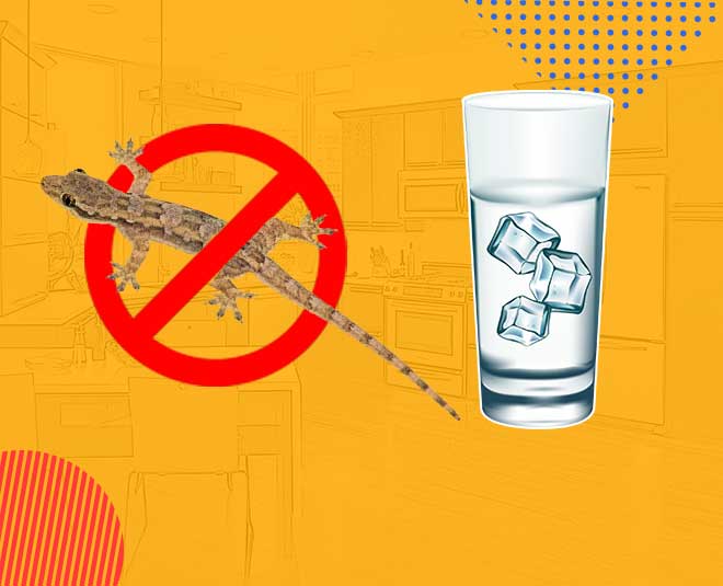 get rid of lizard inside