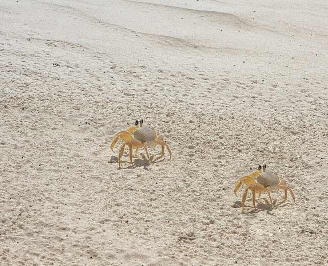 goa travel tips beaches