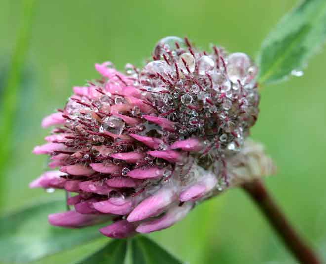 sexy breast herbs inside