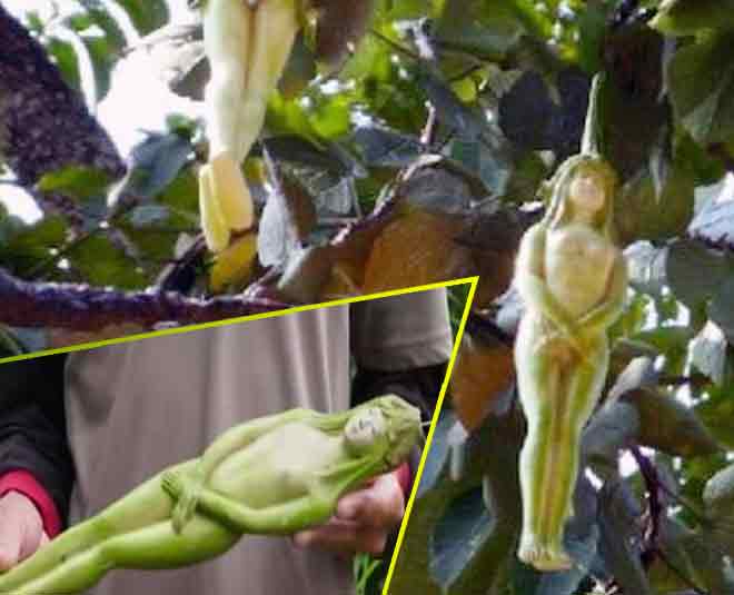 thailand which bears fruit in the shape of women inside