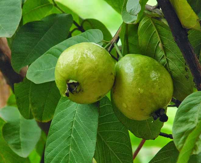 guhari health guava leave
