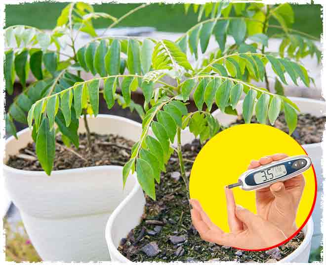 kari patta diabetes health plants inside