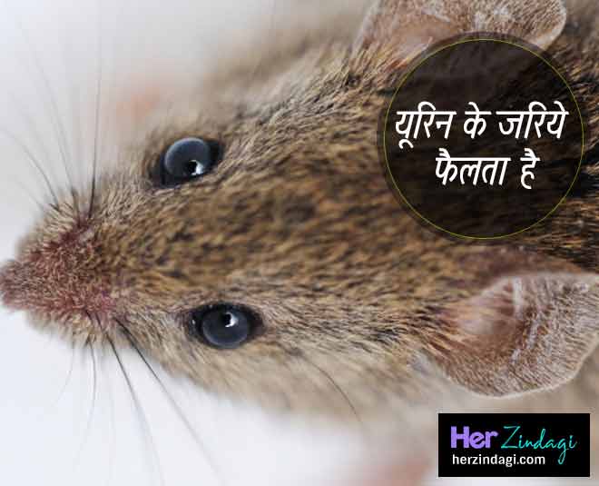 leptospirosis health