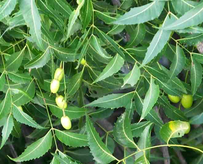 neem for fungal infection inside