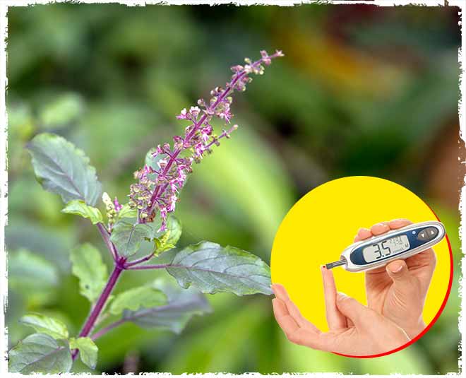 tulsi diabetes health plants inside