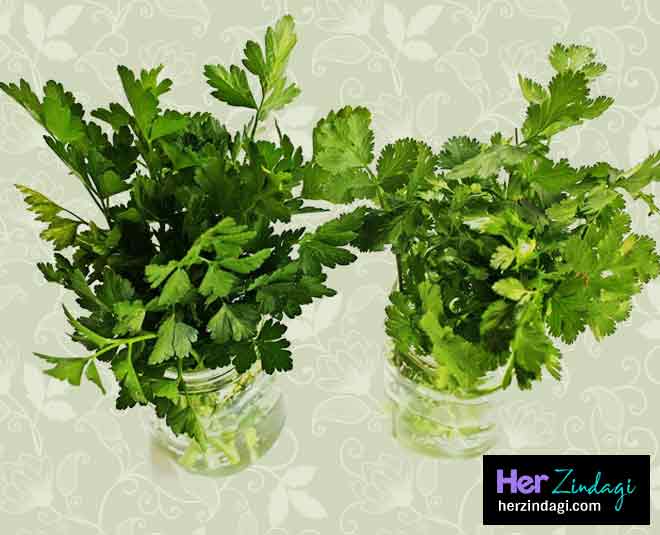 dhaniya patti ko fresh rakhna hai main