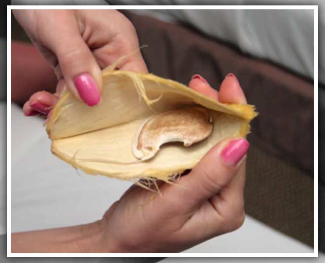 mango seeds for health inside