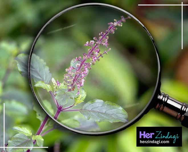tulsi for thigh rashes inside