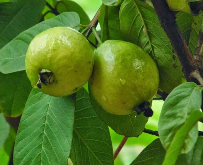 bad breath health wellness ()