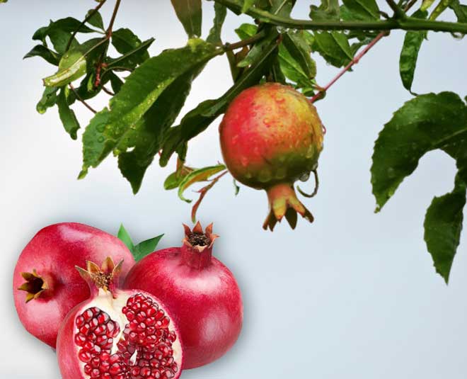 bad breath health wellness ()