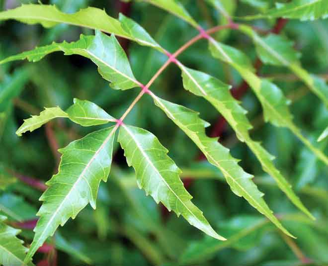 things for skin allergy in