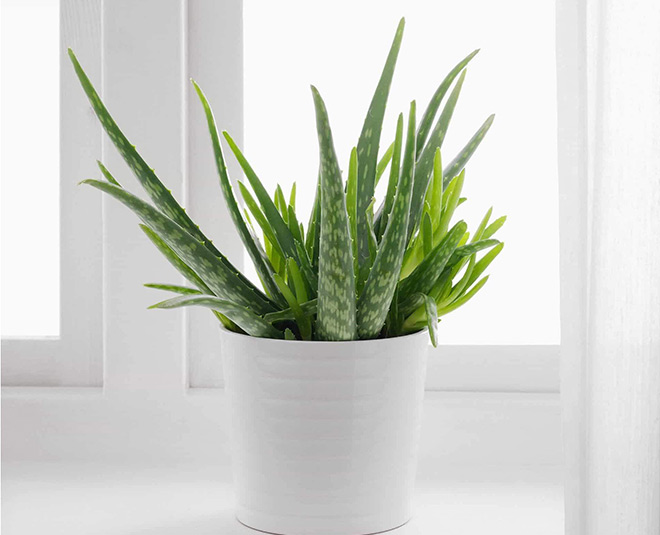 aloe vera for skin inside