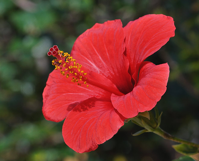 hibiscus for beautiful hair inside