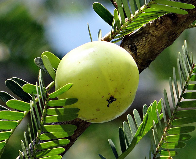 amla benefits for women inside