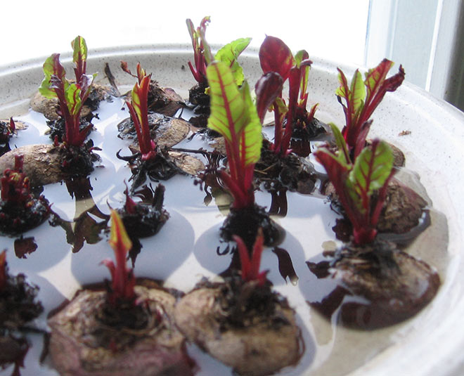 kitchen gardening vegetables grow in thirty days inside