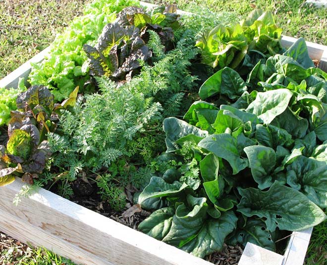 kitchen gardening vegetables grow in thirty days inside