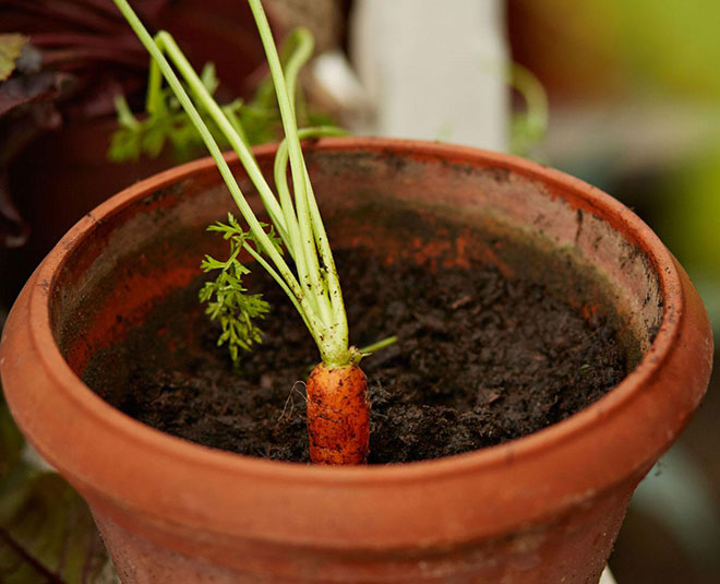 kitchen gardening vegetables grow in thirty days inside