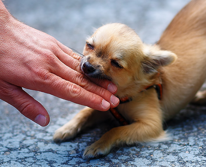 dog byte health inside