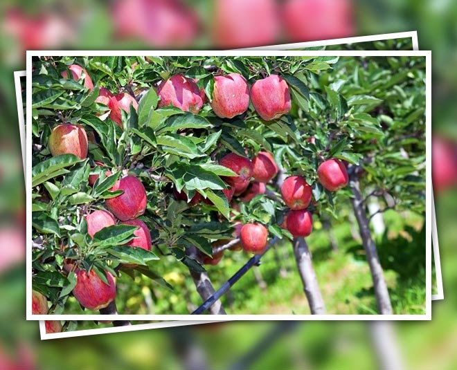 karsog travel inside