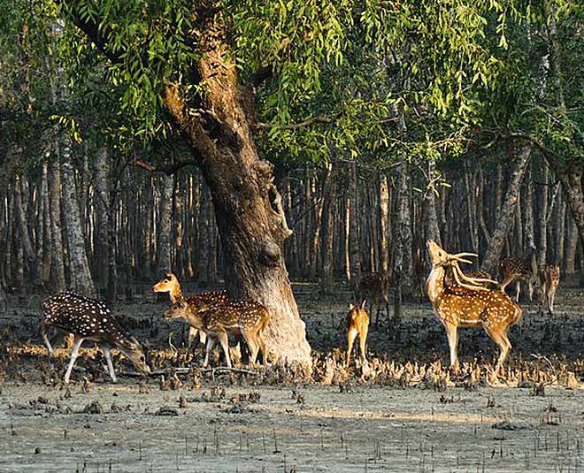 sundarbans