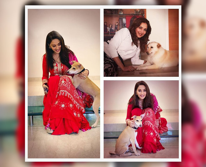 madhuri dixit with pet dog
