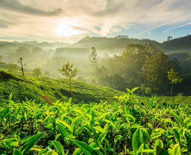 munnar summer destination inside