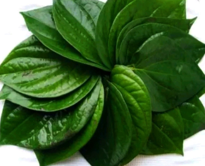 pan patta use inside