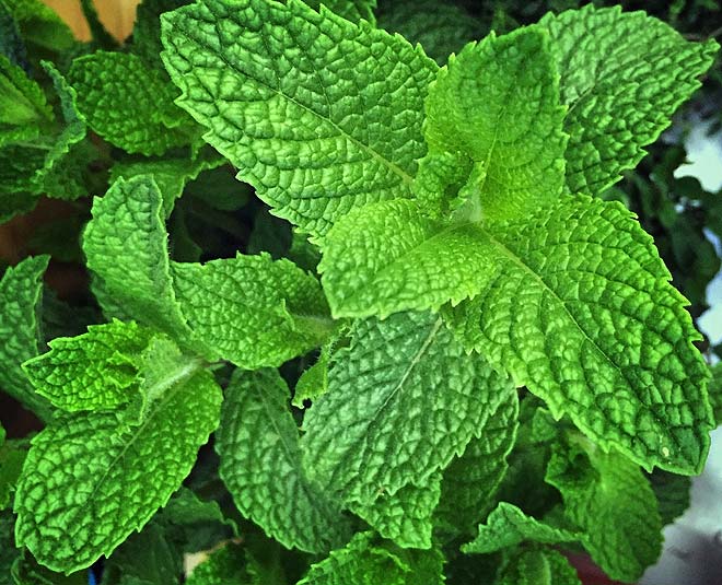 skin rashes home remedies mint inside
