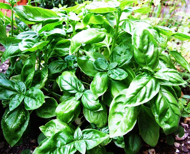 basil leaves