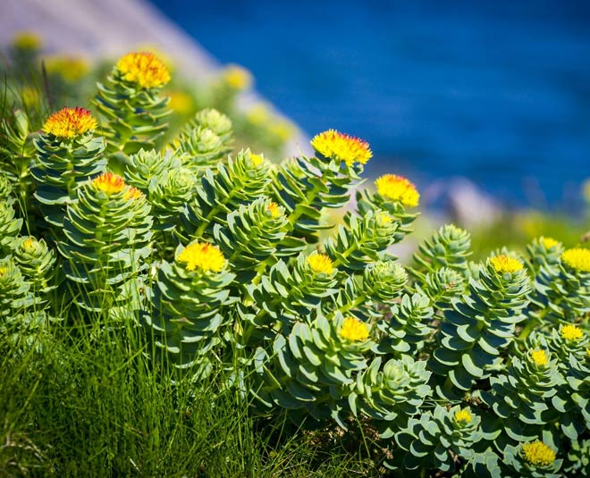 pm modi jadi booti inside