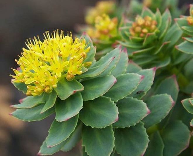 pm modi jadi booti inside