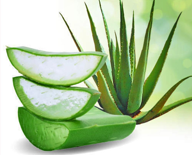 skin rashes home remedies aloe vera inside