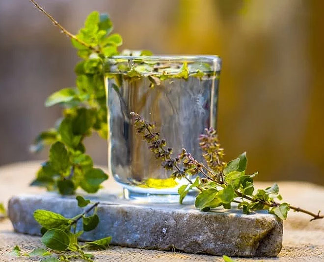 tulsi leaves side effects