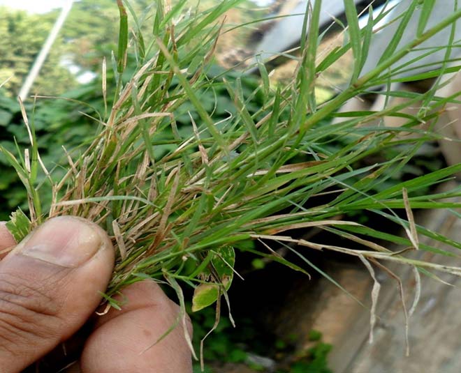 lord ganesha pooja grass inside