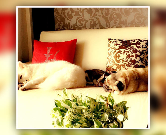 shweta twari living room