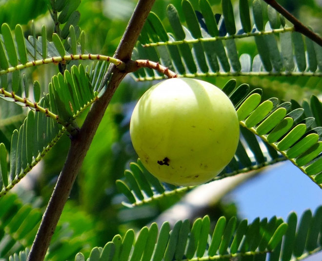 amla for young skin