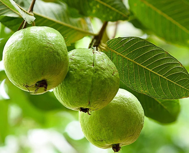 guava benefits guava chutney recipe