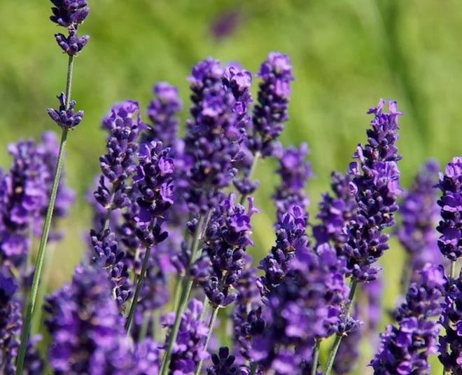 lavender for damaged hair inside