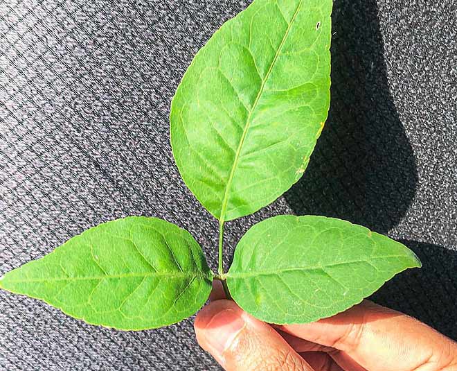 leaves offered to lord shiva