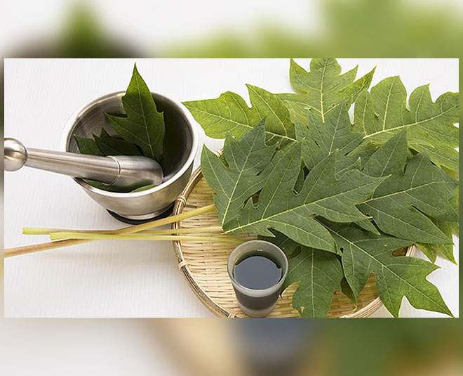 papaya leaf juice dosage