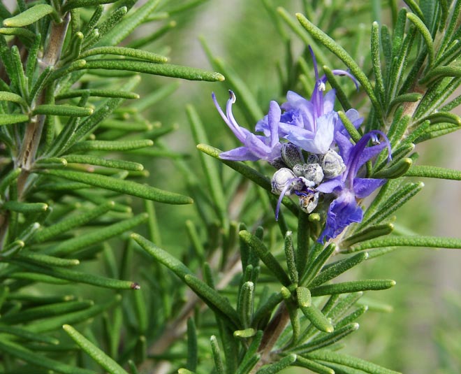 rosemarry for damaged hair inside