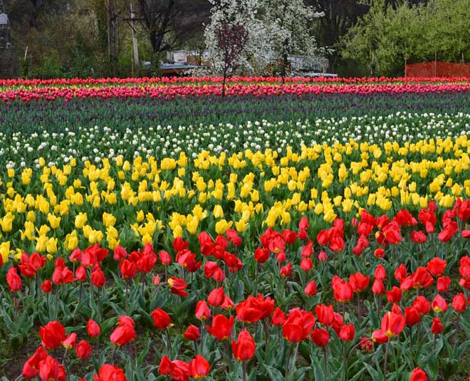 inside srinagar travel places