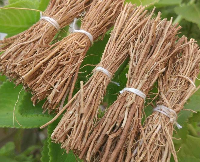 rujuta divekar beat the summer heat tips khus roots