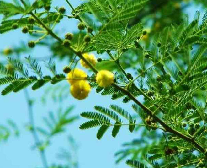 heavy bleeding during periods babool